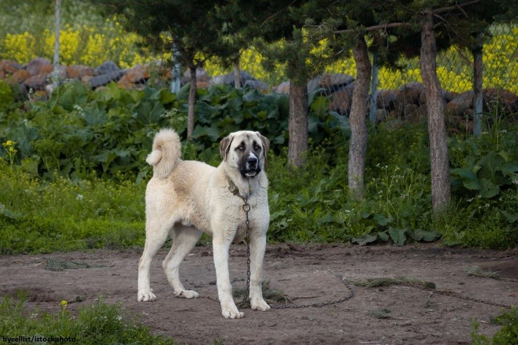 15 Ras Anjing Penjaga yang Hebat dan Mengagumkan 5 Anjing Penjaga