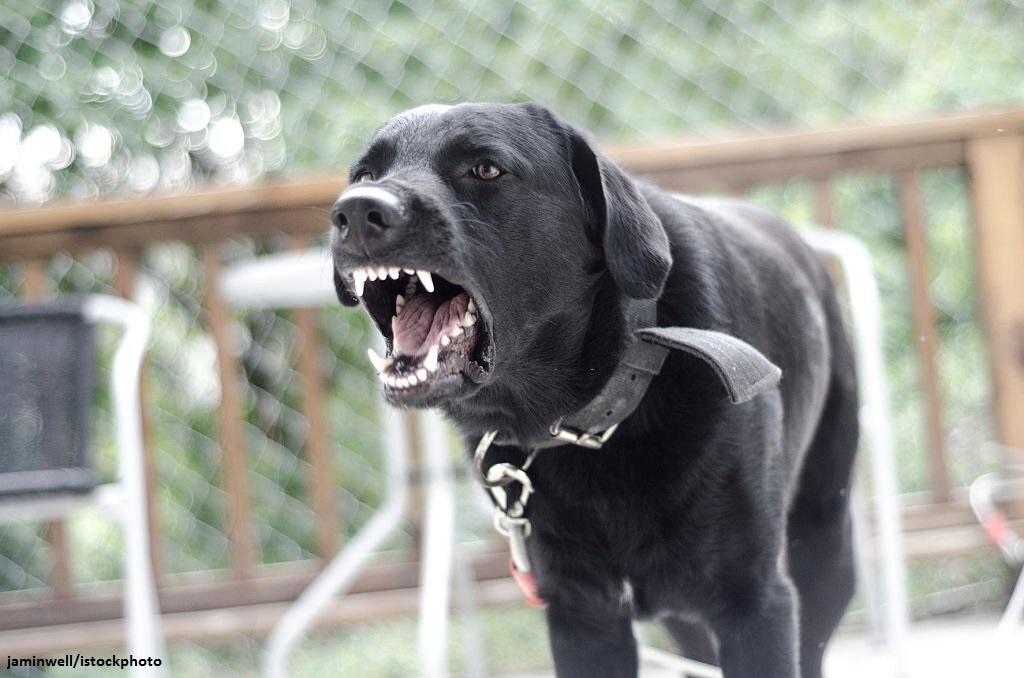 15 Ras Anjing Penjaga yang Hebat dan Mengagumkan 1 Anjing Penjaga yang Hebat dan Mengagumkan