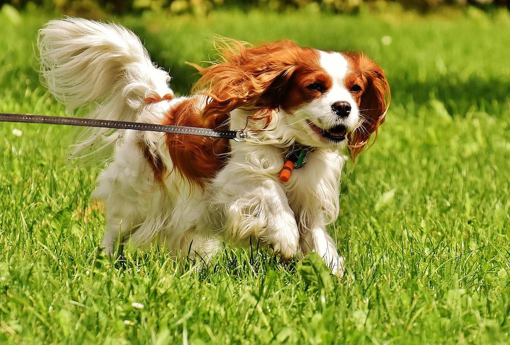 12 Ras Anjing Spaniel Paling Populer 4 Anjing Spaniel