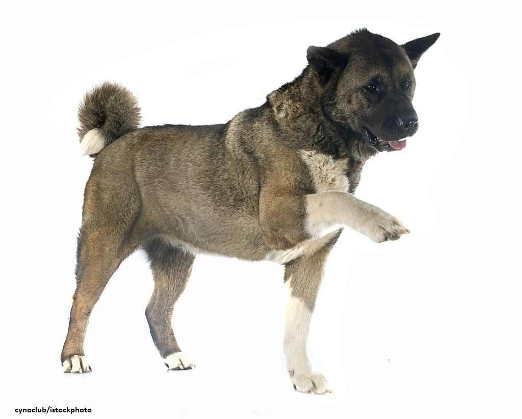 Anjing American Akita 2 Ciri-ciri Anjing American Akita