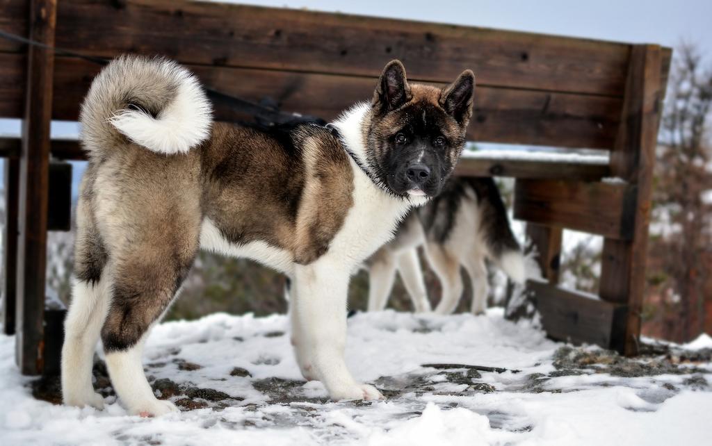 Anjing American Akita 3 Merawat Anjing American Akita