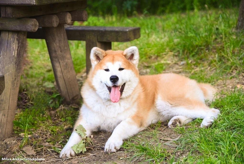 20 Jenis Anjing Paling Setia Kepada Pemiliknya 9 Jenis Anjing Paling Setia