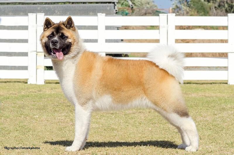 Anjing American Akita 1 Ras Anjing American Akita