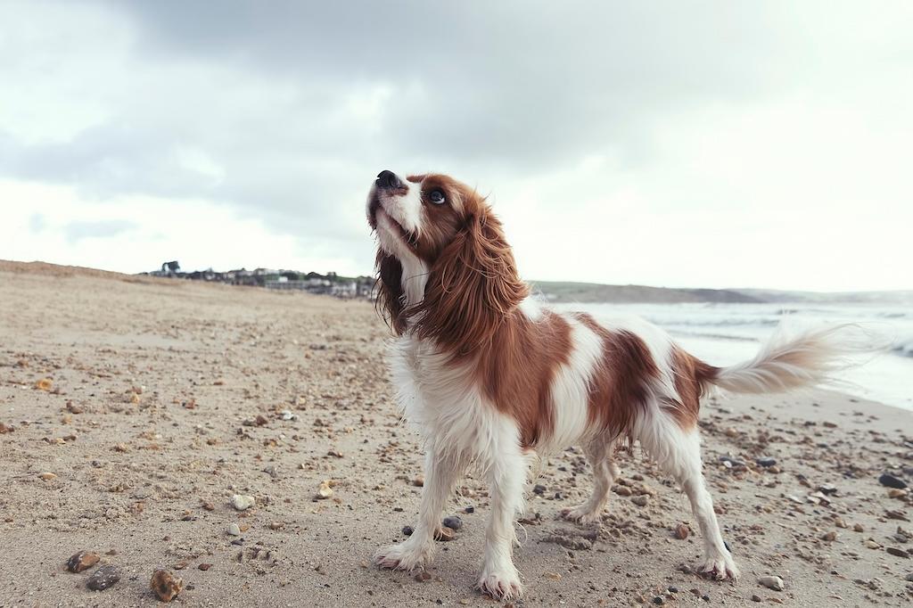 20 Jenis Anjing Paling Setia Kepada Pemiliknya 14 Jenis Anjing Paling Setia