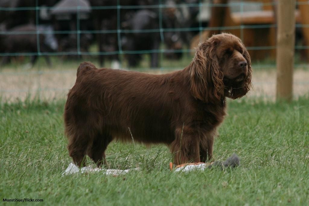 12 Ras Anjing Spaniel Paling Populer 12 Anjing Spaniel