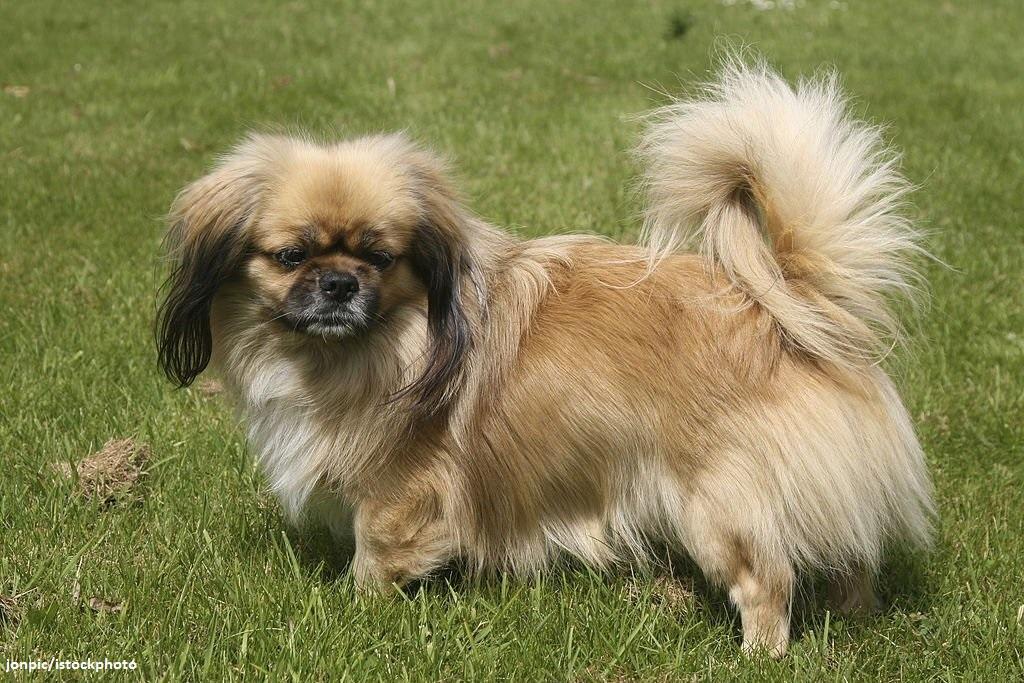 12 Ras Anjing Spaniel Paling Populer 11 Anjing Spaniel