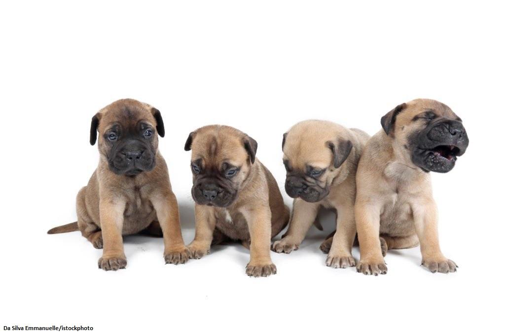 Anjing Bullmastiff 4 Anak Anjing Bullmastiff