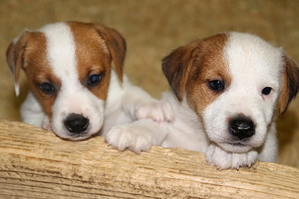 Anjing Jack Russell Terrier 4 Anak Anjing Jack Russell