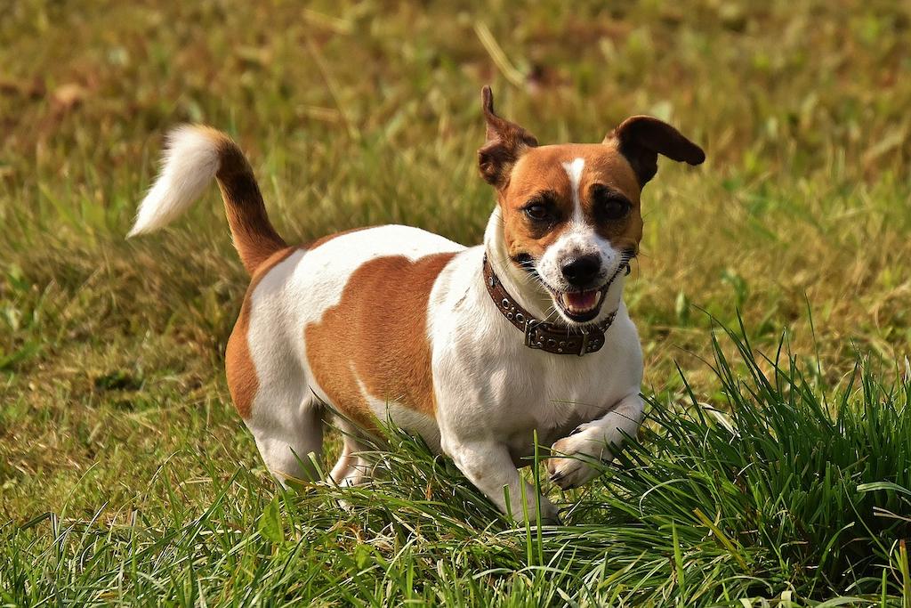 Anjing Jack Russell Terrier 1 Anjing Jack Russell Terrier