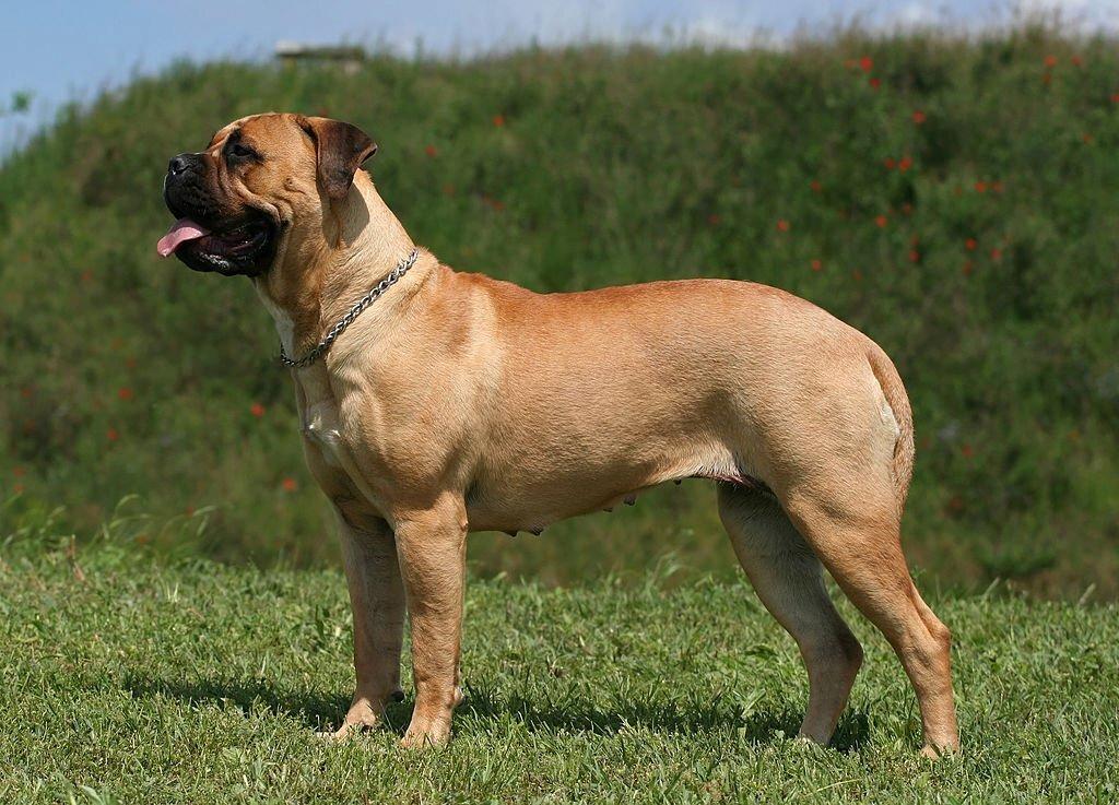 Anjing Bullmastiff 2 Ciri-ciri Anjing Bullmastiff