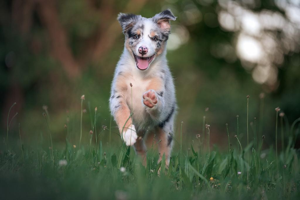 Anjing Australian Shepherd 4 Anak Anjing Australian Shepherd