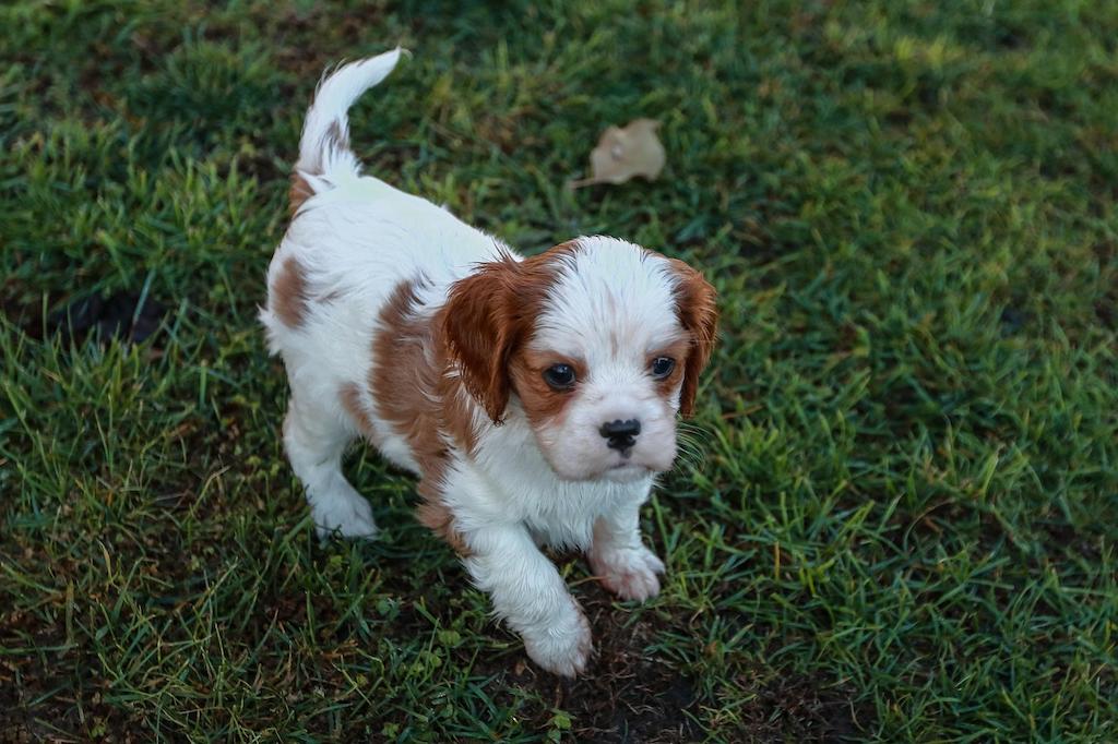 Anjing Cavalier King Charles Spaniel 5 Anak Anjing Cavalier King Charles Spaniel