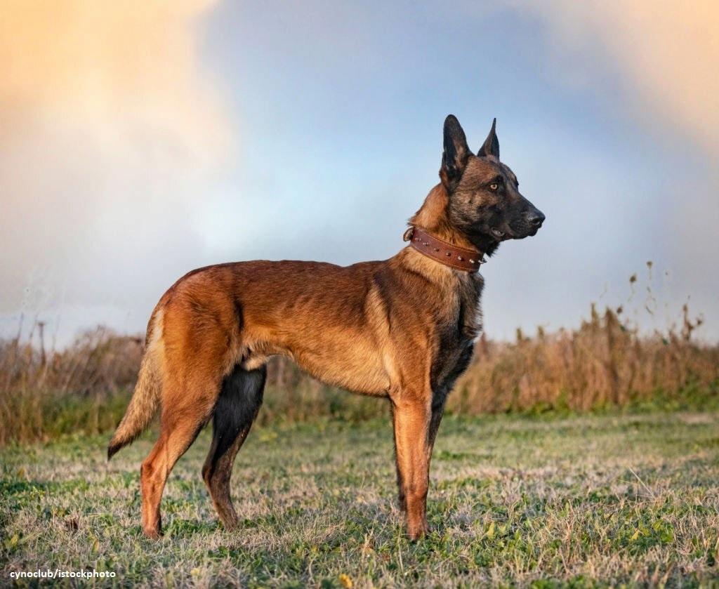 12 Anjing Pelacak yang Handal dan Berdedikasi 7 Anjing Pelacak