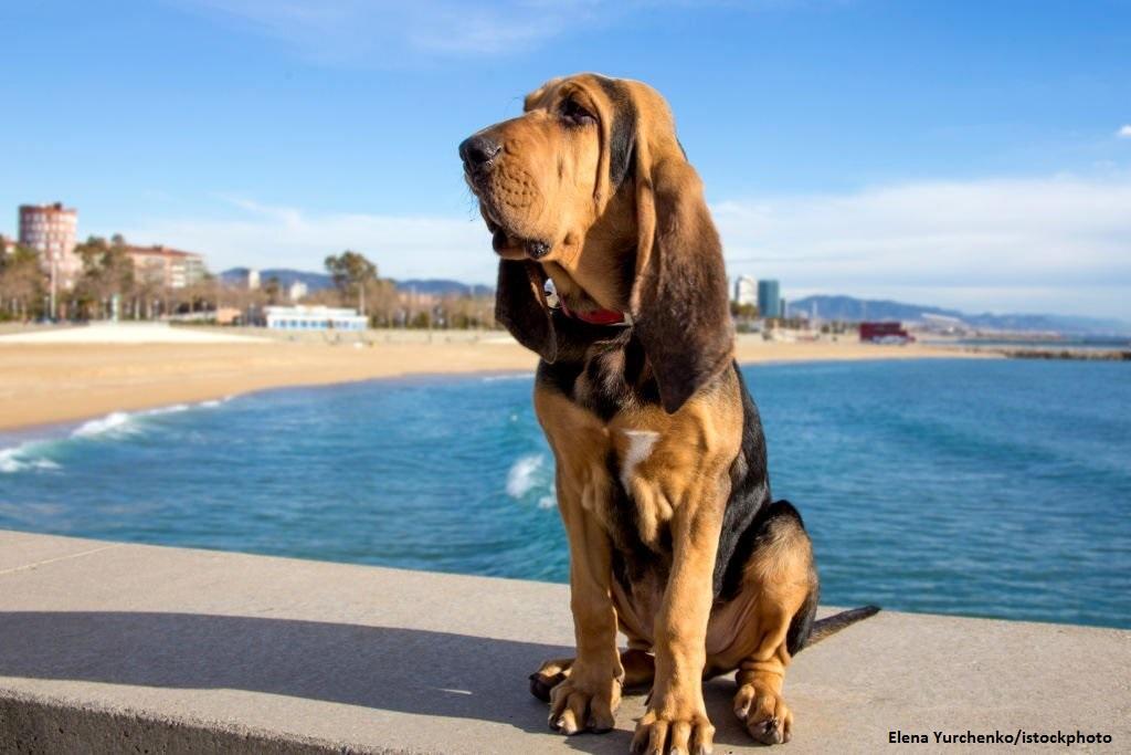 12 Anjing Pelacak yang Handal dan Berdedikasi 2 Anjing Pelacak