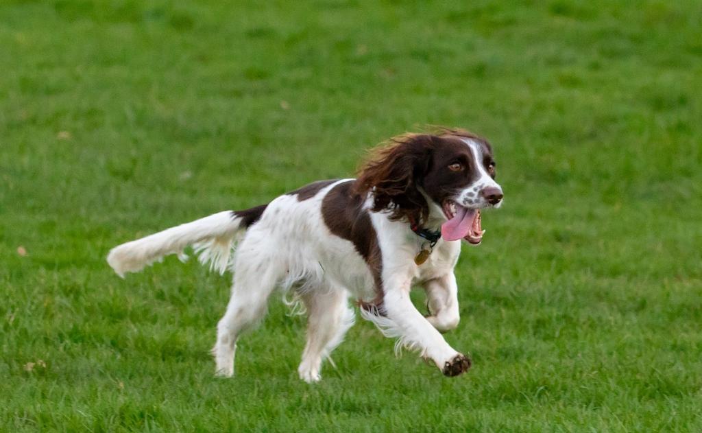 12 Anjing Pelacak yang Handal dan Berdedikasi 11 Anjing Pelacak