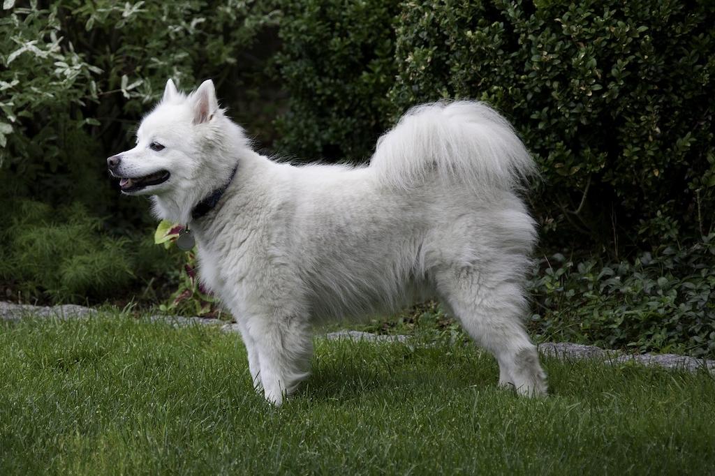 Anjing American Eskimo 2 Ciri-ciri Anjing American Eskimo