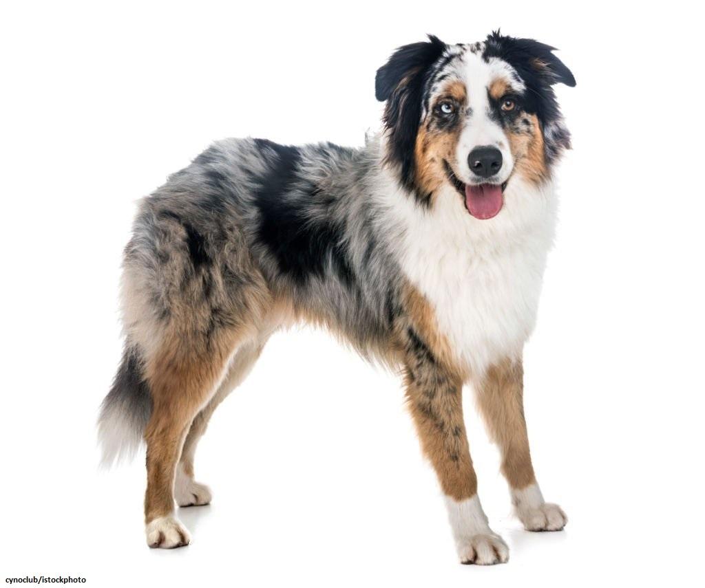 Anjing Australian Shepherd 2 Ciri-ciri Anjing Australian Shepherd