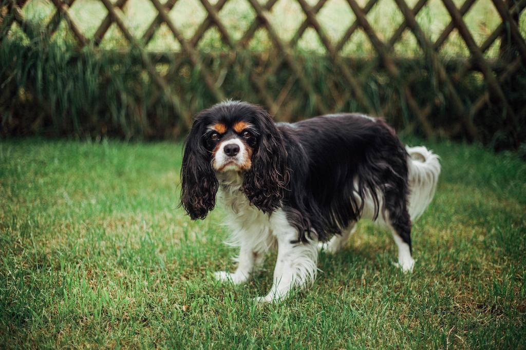Anjing Cavalier King Charles Spaniel 2 Ciri-ciri Anjing Cavalier King Charles Spaniel