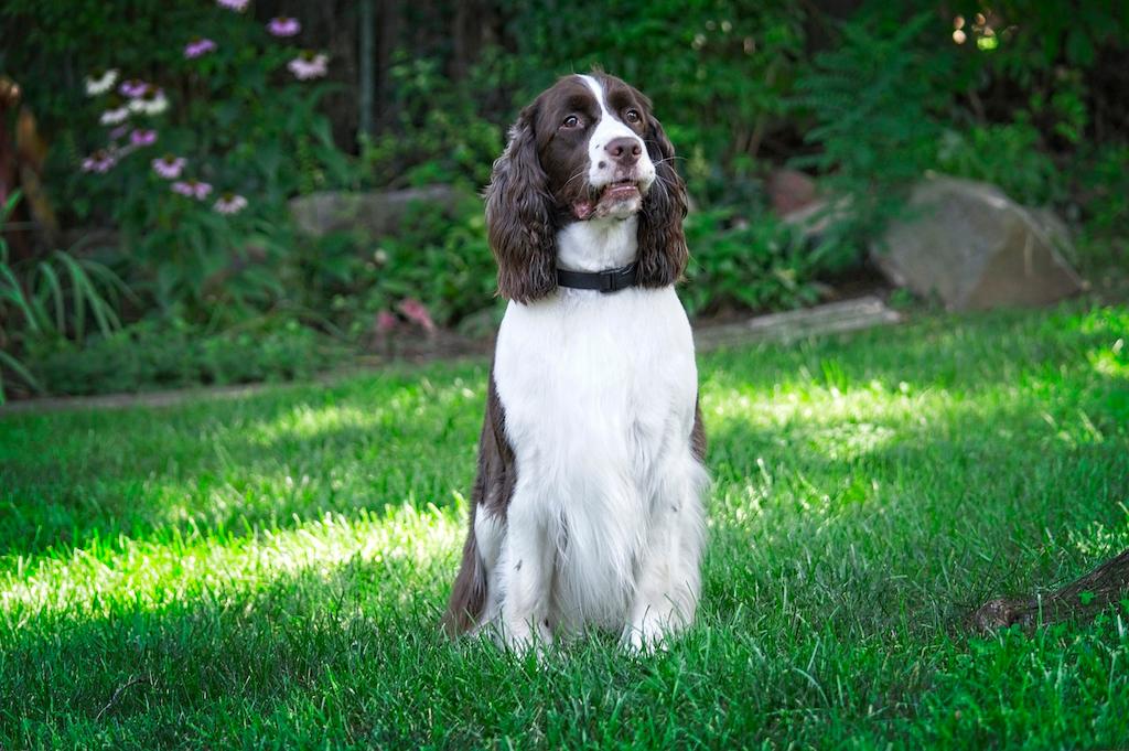 12 Ras Anjing untuk Pemula 4 Anjing untuk Pemula