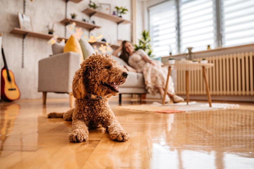 10 Anjing yang Cocok untuk Apartemen 1 Anjing yang Cocok Untuk Apartemen
