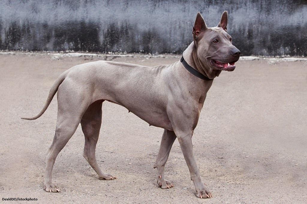 Daftar 9 Kelompok Anjing 10 Kelompok Anjing Foundation Stock Service