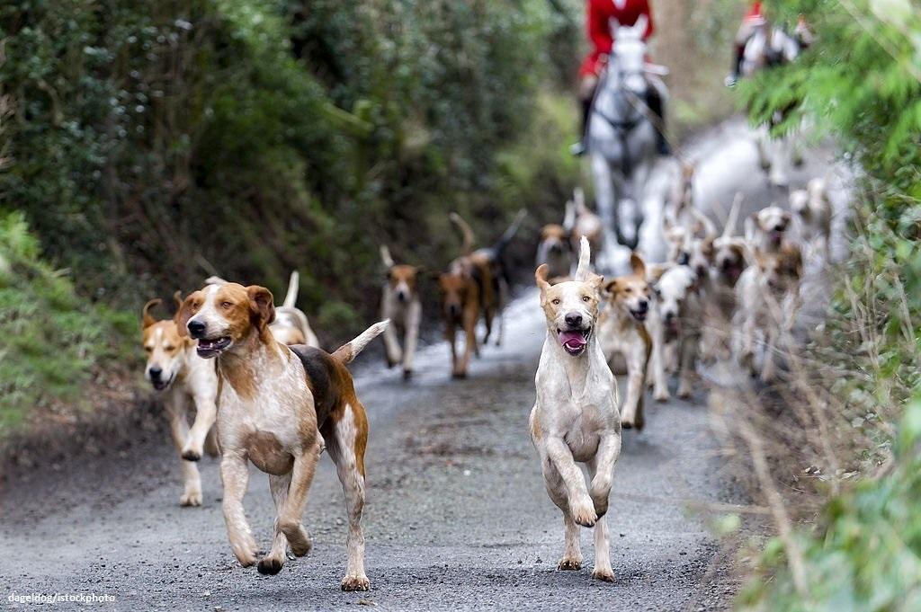 Daftar 9 Kelompok Anjing 3 Kelompok Anjing Hound