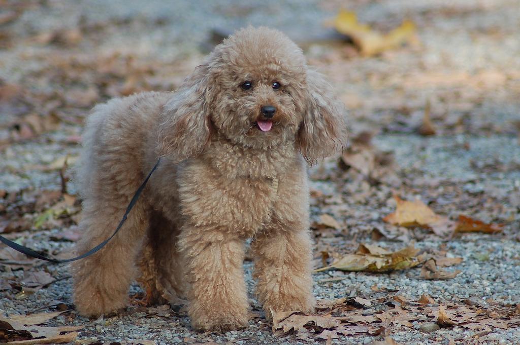 12 Ras Anjing untuk Pemula 6 Anjing untuk Pemula