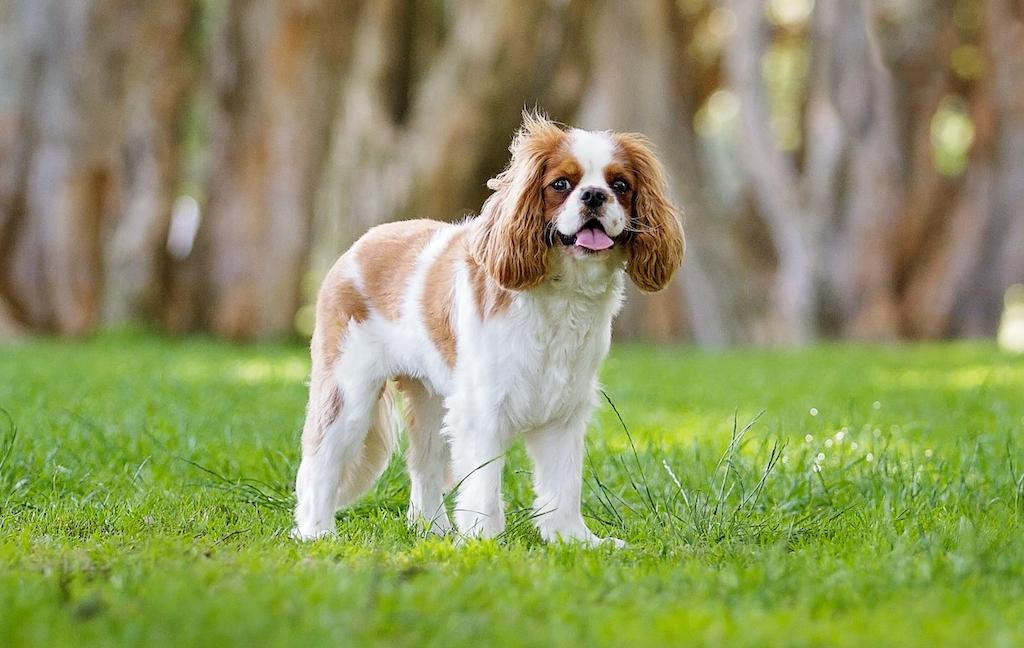 Anjing Cavalier King Charles Spaniel 1 Anjing Cavalier King Charles Spaniel