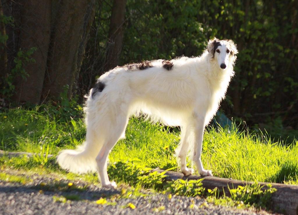 15 Ras Anjing yang Jarang Menggonggong 10 Anjing yang Jarang Menggonggong