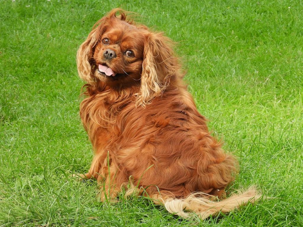 15 Ras Anjing yang Jarang Menggonggong 5 Anjing yang Jarang Menggonggong