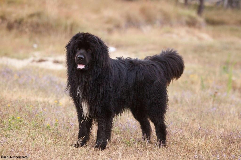 15 Ras Anjing yang Jarang Menggonggong 7 Anjing yang Jarang Menggonggong