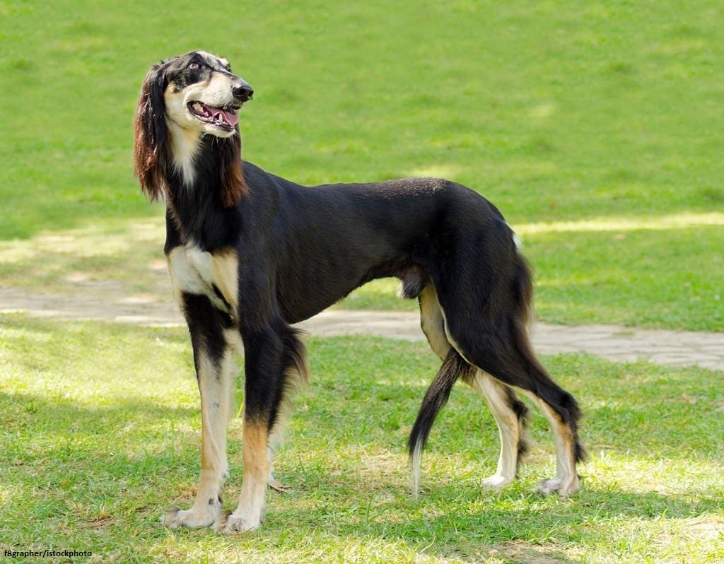 15 Ras Anjing yang Jarang Menggonggong 4 Anjing yang Jarang Menggonggong