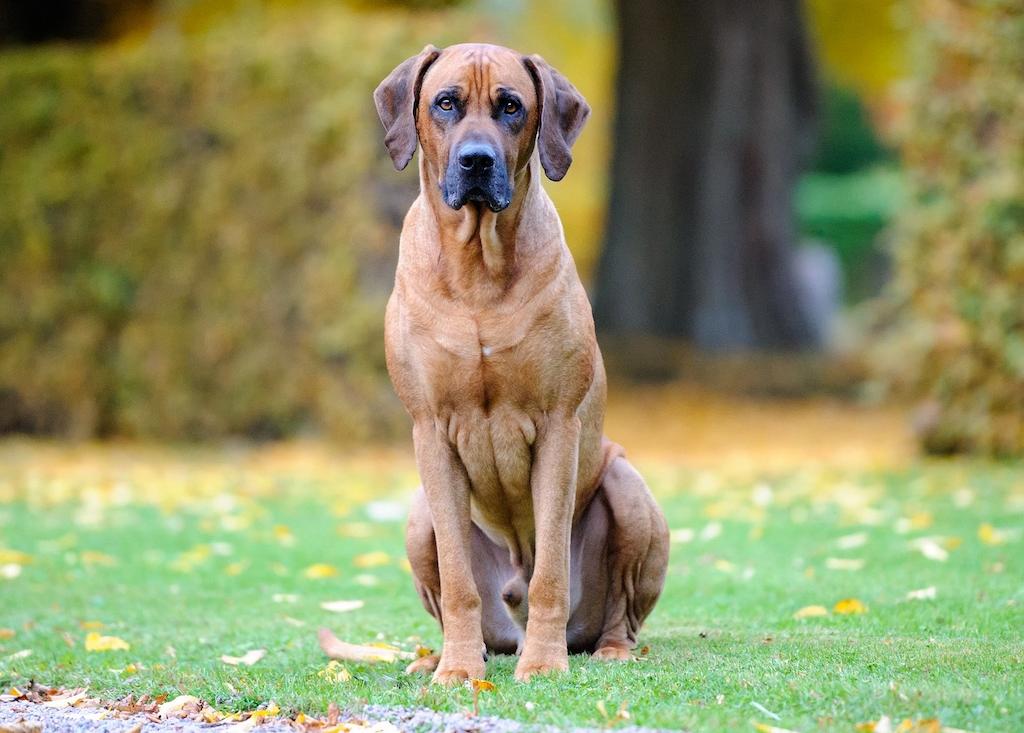 15 Ras Anjing yang Jarang Menggonggong 13 Anjing yang Jarang Menggonggong