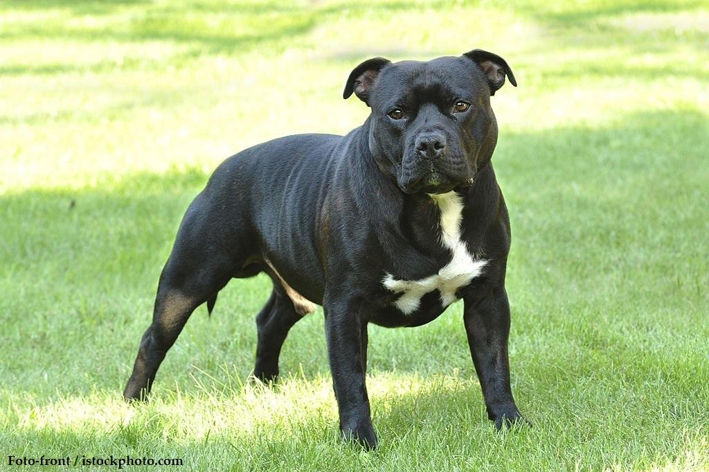 Anjing American Staffordshire Terrier (AmStaff) 2 Ciri-ciri Anjing American Staffordshire Terrier