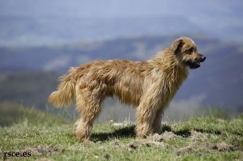 Anjing Gembala Basque (Basque Shepherd) 2 Ciri-ciri Anjing Gembala Basque