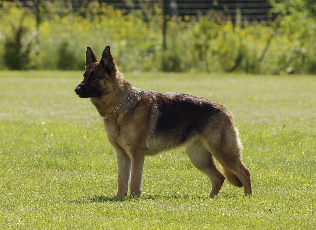 Anjing Gembala Jerman 2 Ciri-ciri Anjing Gembala Jerman