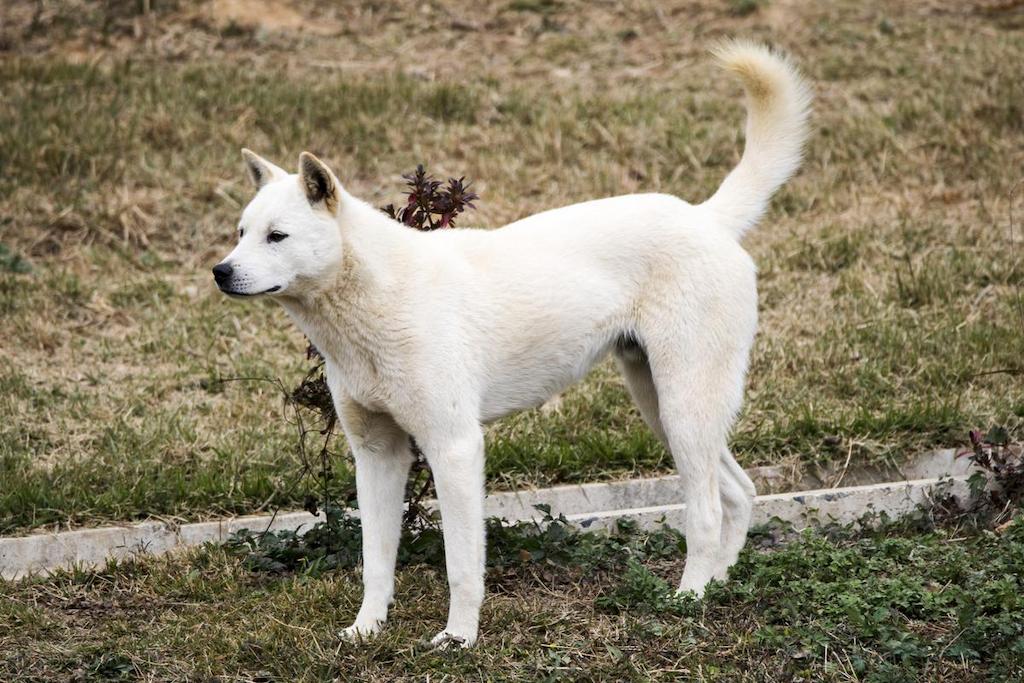 Anjing Jindo 2 Ciri-ciri Anjing Jindo