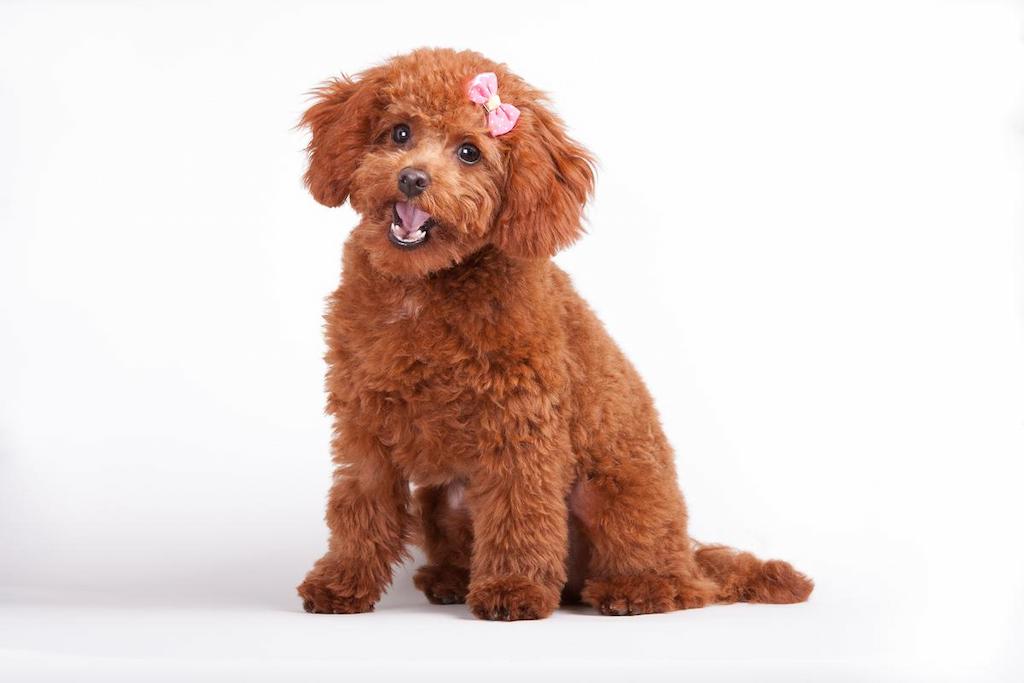 Anjing Toy Poodle 2 Ciri-ciri Anjing Toy Poodle