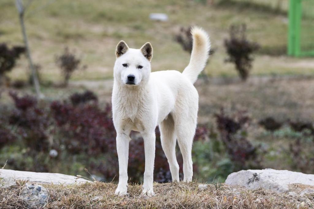 Anjing Jindo 1 Informasi Ras Anjing Jindo