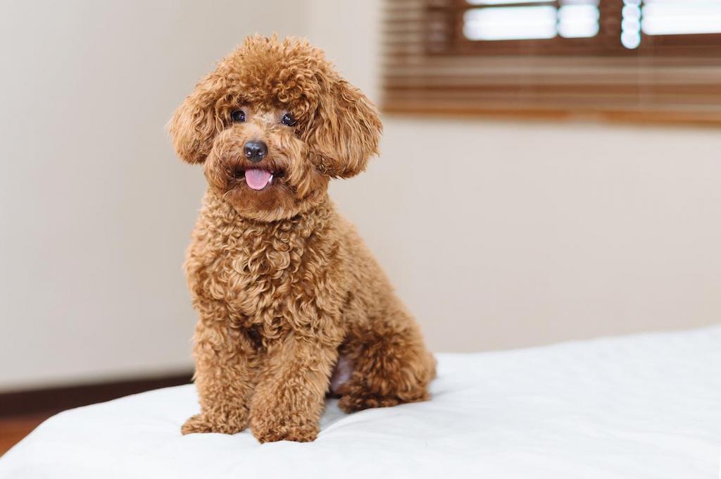 Anjing Toy Poodle 3 Merawat Anjing Toy Poodle