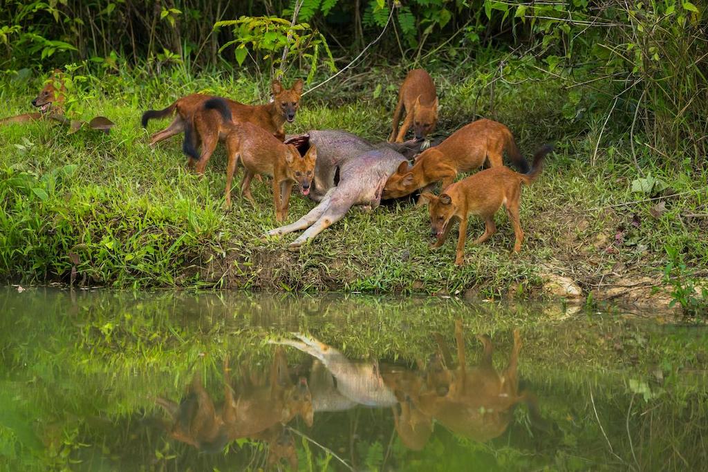Anjing Ajag (Ajak) 3 Anjing Ajag Jawa