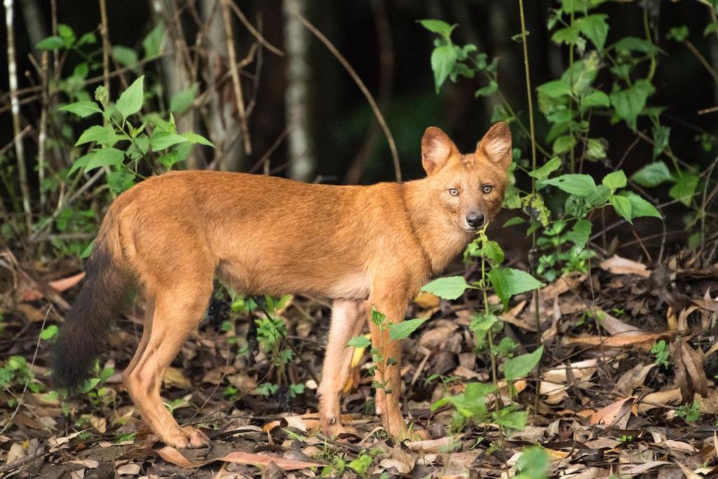 Anjing Ajag (Ajak) 2 Ciri-ciri Anjing Ajag