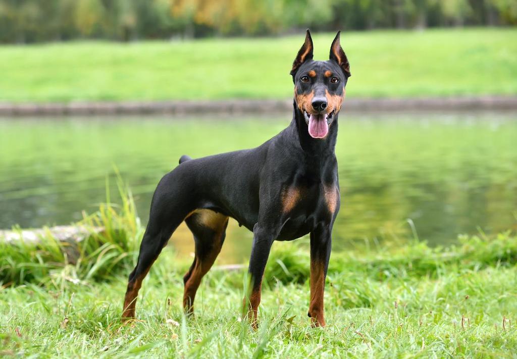 Anjing German Pinscher 2 Ciri-ciri Anjing German Pinscher