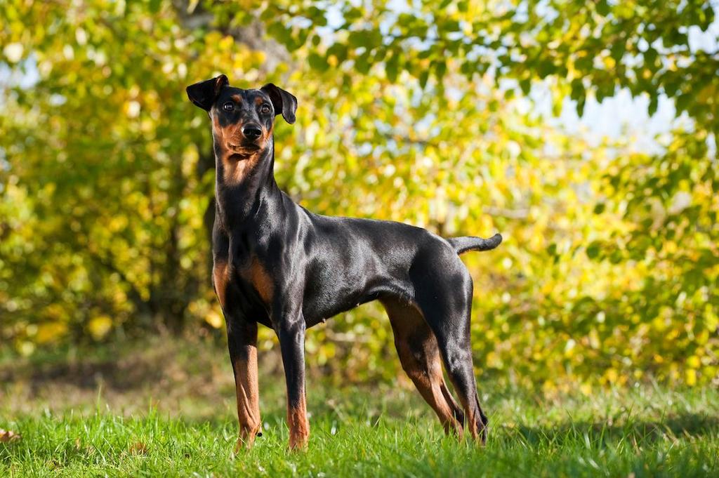 Anjing German Pinscher 4 Harga Anjing German Pinscher