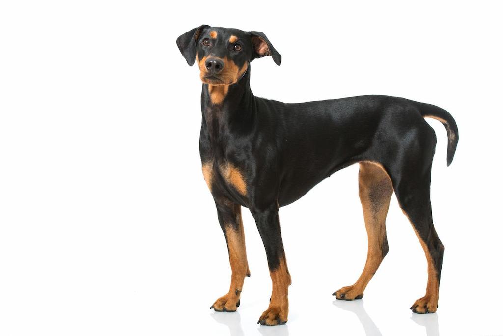 Anjing German Pinscher 1 Informasi Ras Anjing German Pinscher