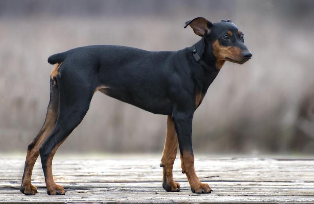 Anjing German Pinscher 3 Merawat Anjing German Pinscher