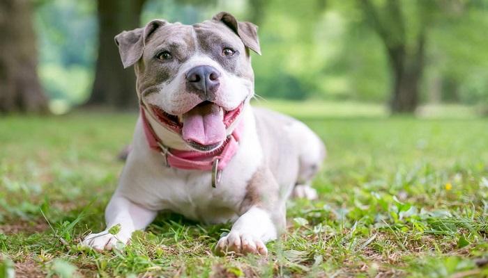 Anjing Staffordshire Bull Terrier 5 Anjing Staffordshire Bull Terrier