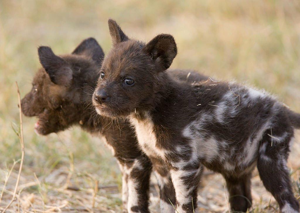 Anjing Liar Afrika 4 Anak Anjing Liar Afrika