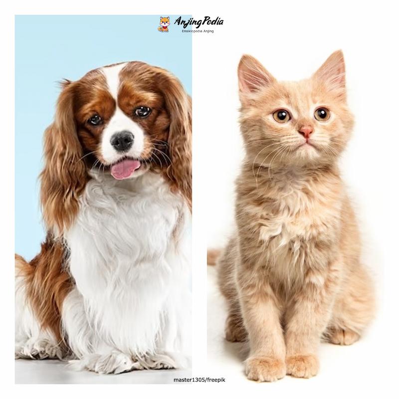 Perbedaan Anjing dan Kucing