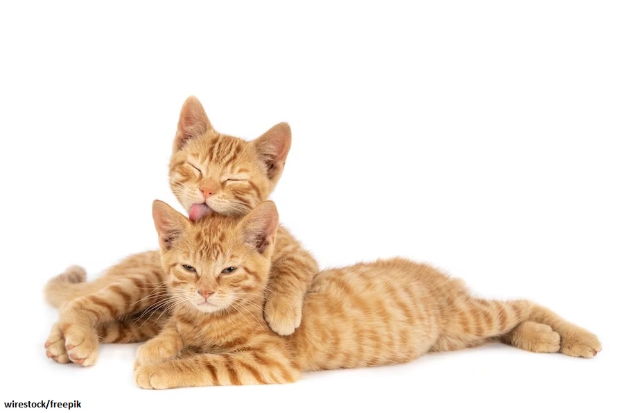 Perbedaan Anjing dan Kucing